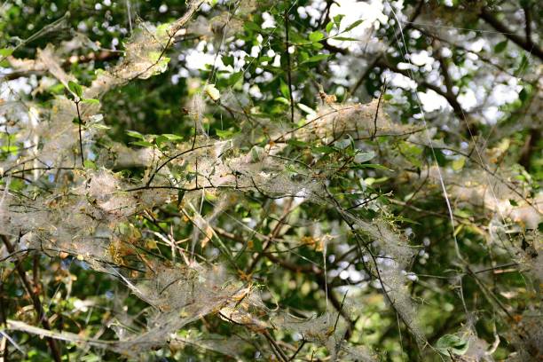 植物の web - insect moth nature ermine moth ストックフォトと画像