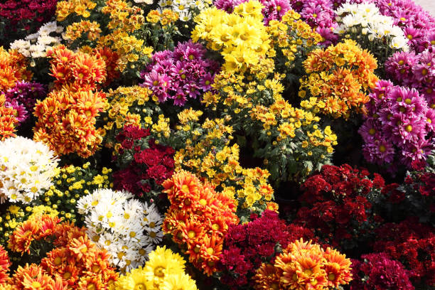 istock colorful beautiful mixed autumn aster flower as background. 692890952