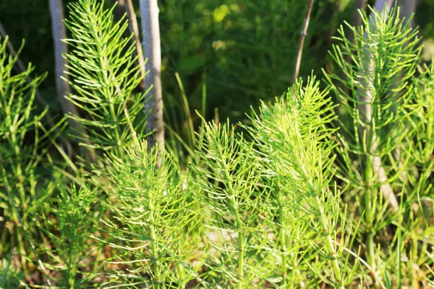 Wild plants - green background of horsetail or Tolkachik or Equisetum arvense . Common Horsetail in spring .