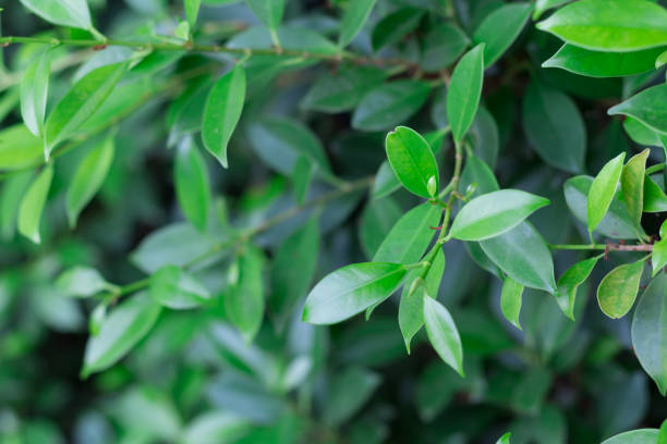 istock background of leaves green bush close up 692892122