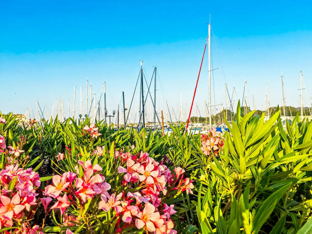 istock Pink flowers and yachts masts 692892748