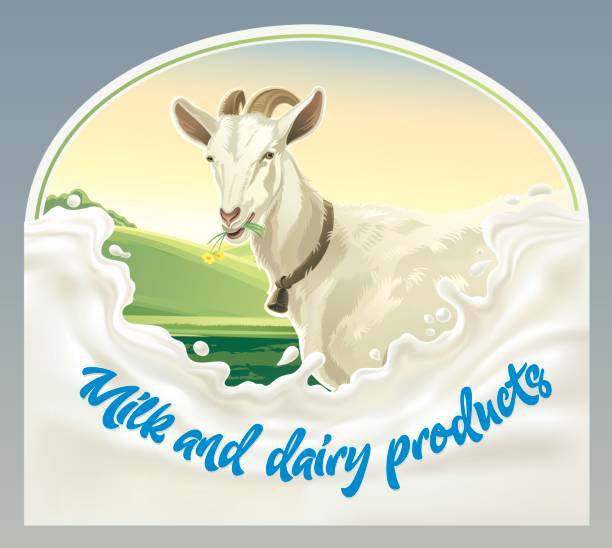 Goat in frame from milk Goat, in frame from splash of milk against the background of a rural landscape. Vector illustration. asshole stock illustrations