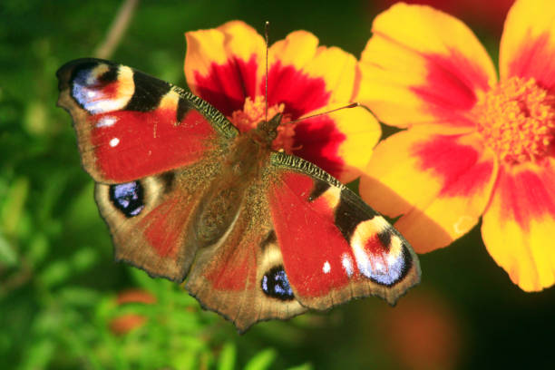 istock butterfly of peacock eye on the marigolds 692897698