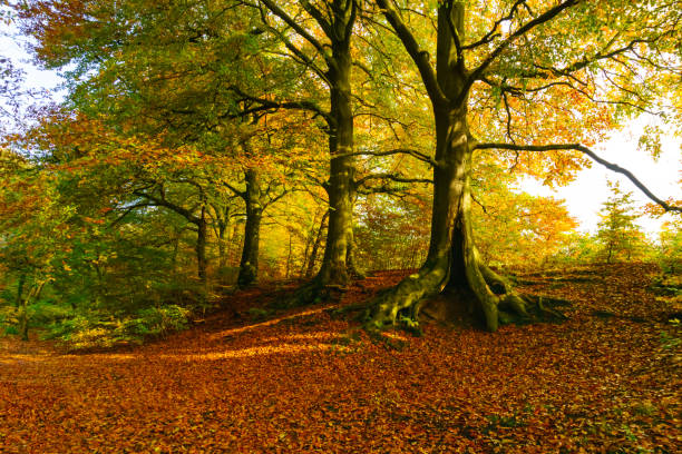 radura boschiva e tappeto di foglie rosse - autumn tree root forest foto e immagini stock