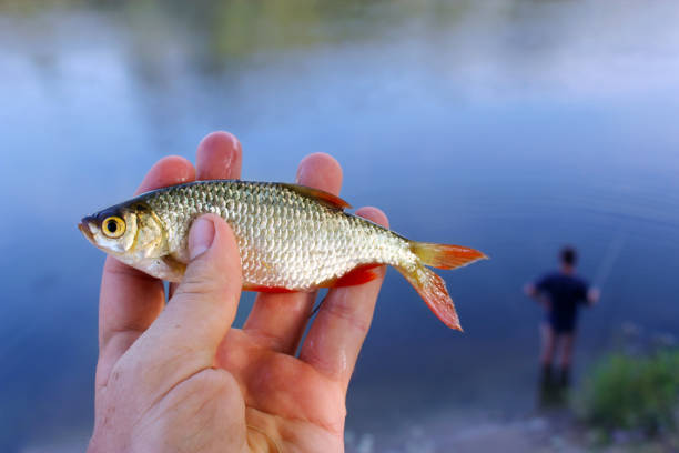 istock rudd caught in the fishing 692901392