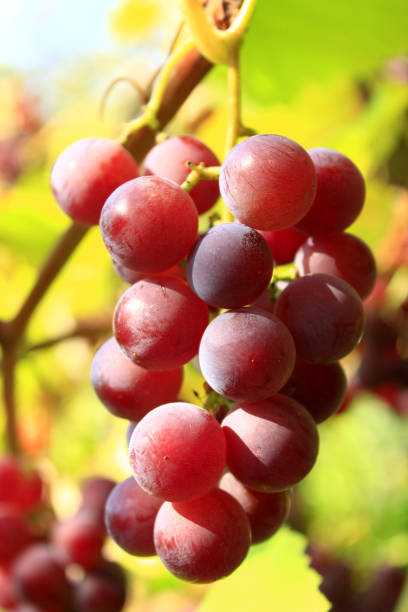 istock cluster of ripe grapes 692904290