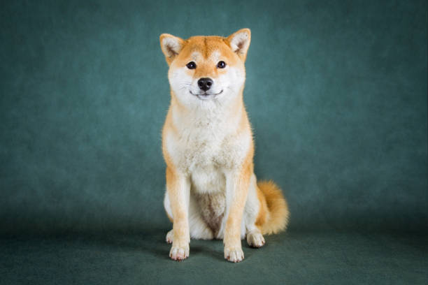 Shiba Inu sits on a green background and smiling Shiba Inu puppy sits on a green background japanese akita stock pictures, royalty-free photos & images