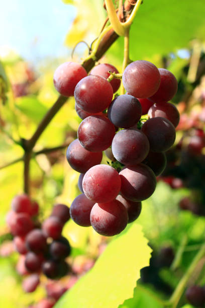 istock cluster of ripe grapes 692904448
