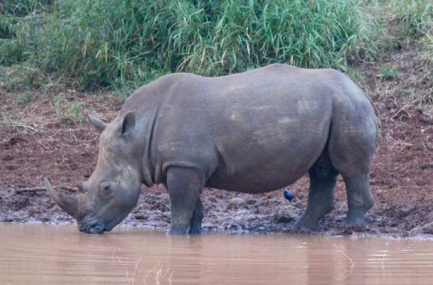 istock Rhinoceros drinking at pool / Neushoorn drinkend in de poel 692905022