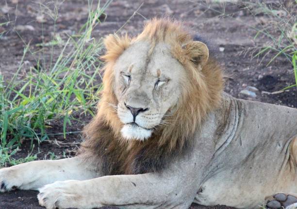 Lions sleep for almost 20 hours a day / Een leeuw slaapt bijna 20 uur per dag