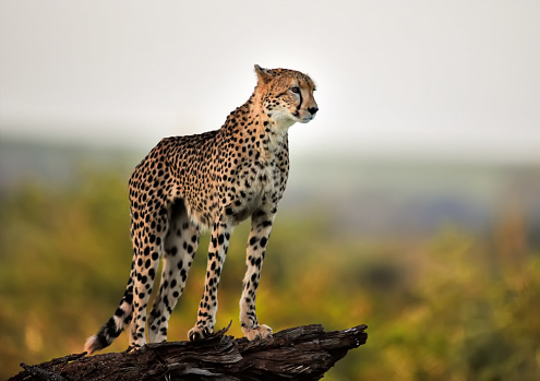 Cheeta photo