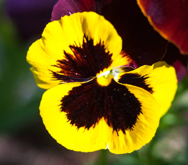 istock Yellow vinous pansy flowers (Viola tricolor) 692907960