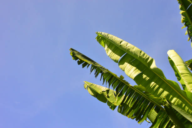 istock Banana leaf sky with blue sky background 692908446