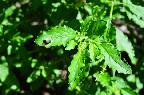 istock Ocimum sanctum flowers - Thai Basil ingredient 692909122