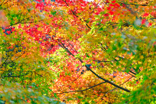 Colorful maple leaf in autumn