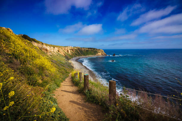 caminar por sendero rodeado de hermosas flores silvestres amarillas con vista al mar en california "super bloom" de 2017, rancho palos verdes, california - california coastline beach cliff fotografías e imágenes de stock