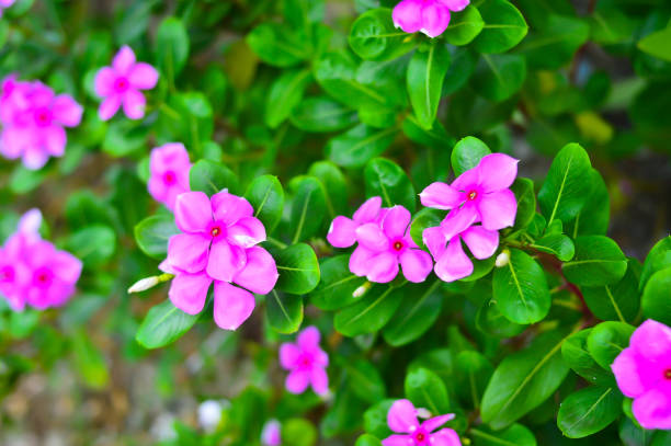 istock Pink Catharanthus roseus - pink Vinca flower. 692914832