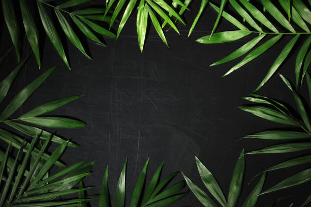 istock frame of palm leaves 692915238