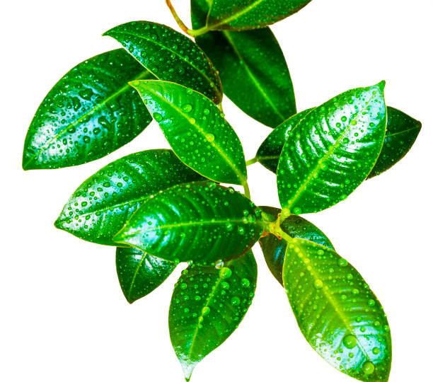 istock Ficus leaves with drops of water isolated on white background 692918572