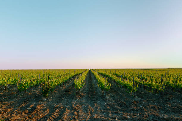 istock Vineyards in the summer wine industry concept 692918836