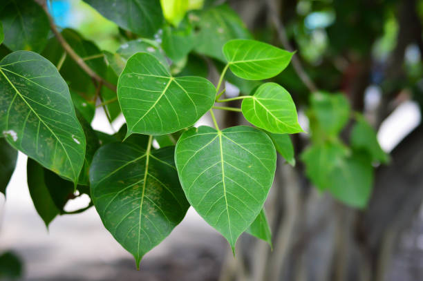 istock Bodhi leaves - Ficus religiosa 692919008