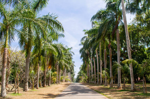 istock Sunny alley with palm trees 692919378
