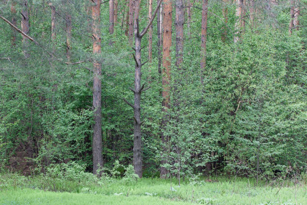 Green pines and other trees in spring forest. Beautiful in nature.