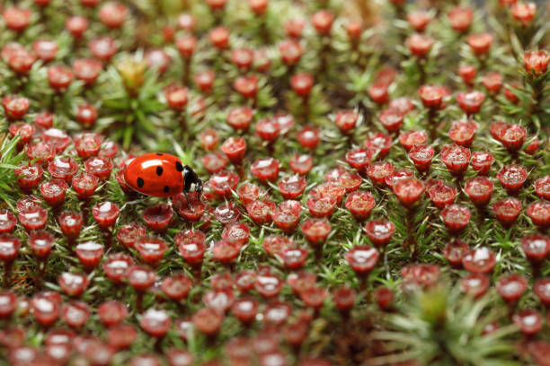 istock Red ladybird and blossom moss 692921954