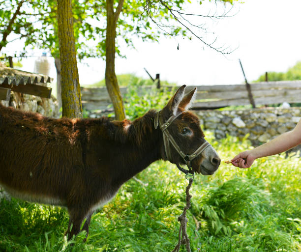 istock Donkey in the romanian village 692922052