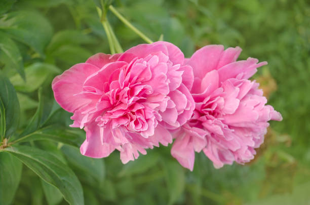 istock Romantic pink peonies in spring garden 692922876