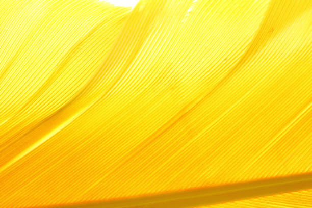 istock Color Feather, macro detail of each thin line 692925370