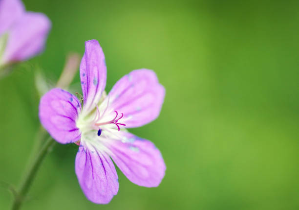 istock Beautiful fragile pink flower in the summer forest 692925416