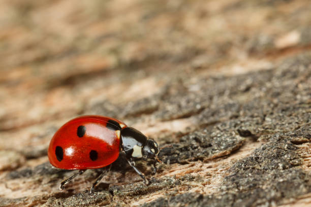 Macro of ladybird on wood Side view of red seven-spotted ladybird (Coccinella septempunctata) on bark of pine tree seven spot ladybird stock pictures, royalty-free photos & images
