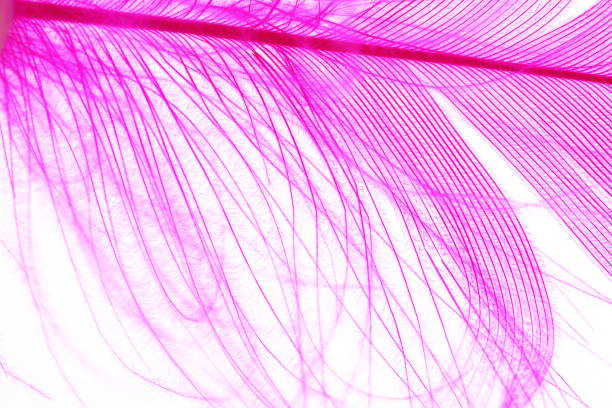 istock Color Feather, macro detail of each thin line 692925770