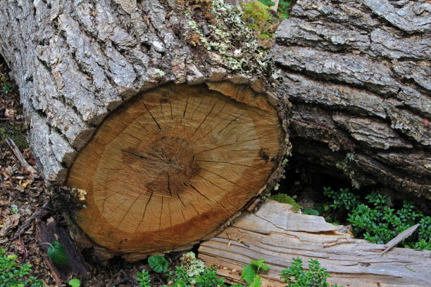 istock Tree trunk in lenga beech tree forest, Nothofagus Pumilio, Reserva Nacional Laguna Parrillar, Chile 692926512