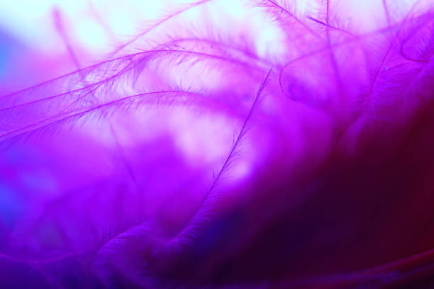 istock Color Feather, macro detail of each thin line 692926520