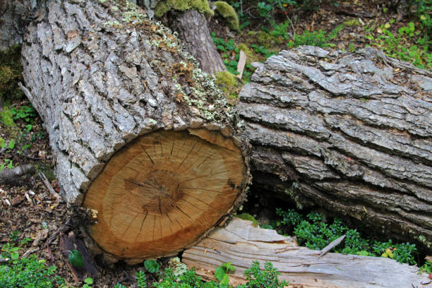 istock Tree trunk in lenga beech tree forest, Nothofagus Pumilio, Reserva Nacional Laguna Parrillar, Chile 692926726