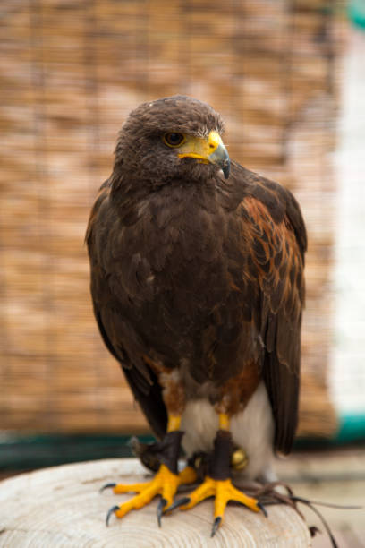 istock Birds of prey riding 692927462