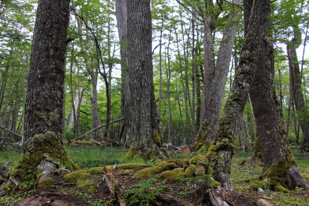 Lenga beech tree forest, Nothofagus Pumilio, Reserva Nacional Laguna Parrillar, near Punta Arenas, Patagonia, Chile
