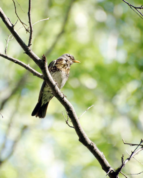 istock Fieldfare sitting on a tree branch in the forest 692927802