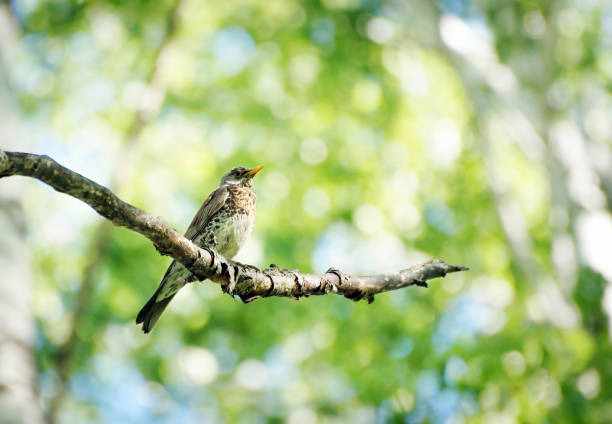 istock Thrush sitting on a birch tree branch in the forest 692928256