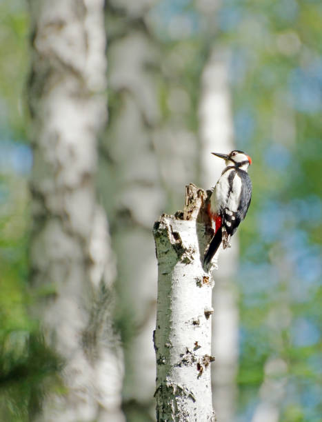 istock Woodpecker sitting on an old birch tree in the forest 692930452