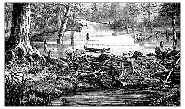 Antique engraving illustration: Beaver's dam Antique engraving illustration: Beaver's dam beaver dam stock illustrations