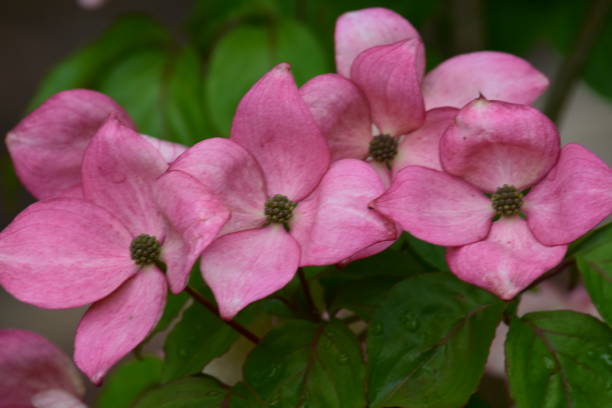 istock Spray of pink flowers 692931910