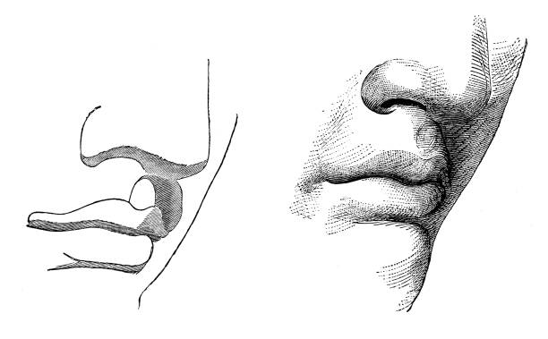 Antique engraving illustration: Head proportions