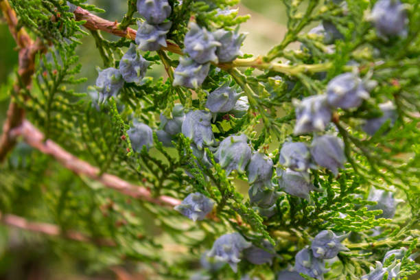 istock closeup to firbuds 692937456