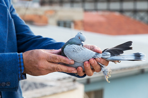 Pigeon in the hands of breeders