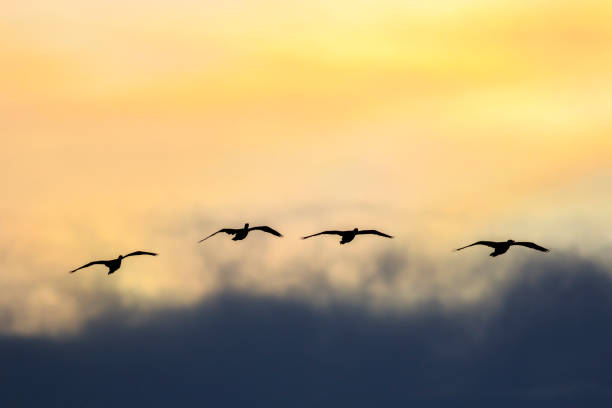 istock silhouette of a cormorant 692937758