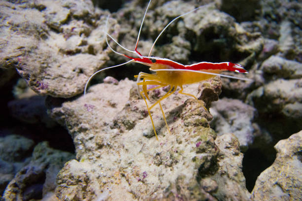 Indo-Pacific white banded cleaner shrimp (Lysmata amboinensis) on a background of stones.
