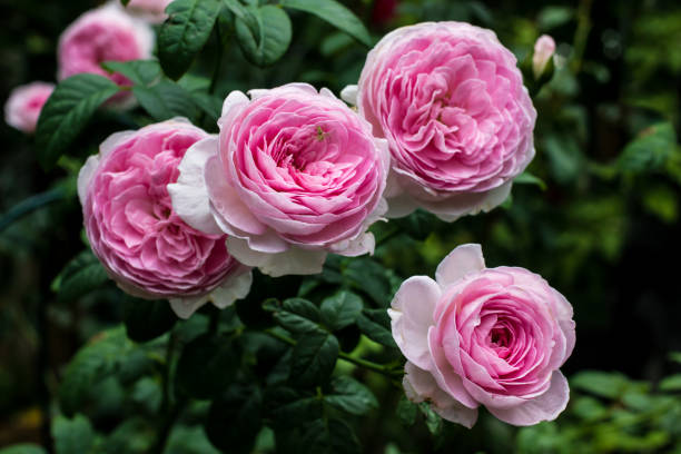 istock Beautiful pink roses in the garden. 692940756